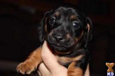 Dachshund Puppies in TX