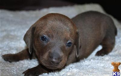 Dachshund Puppies in TX