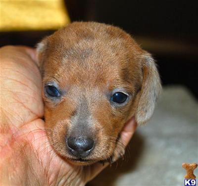 Dachshund Puppies in TX