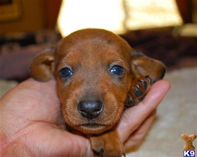 Dachshund Puppies in TX