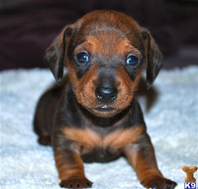 Dachshund Puppies in TX