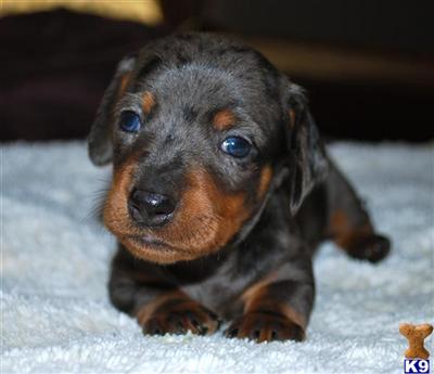 Dachshund Puppies in TX
