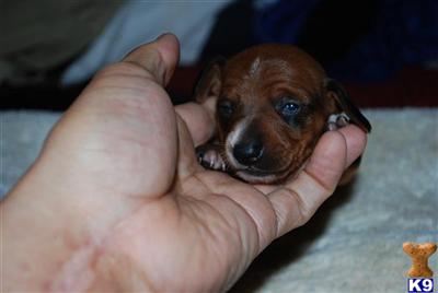 Dachshund Puppies in TX