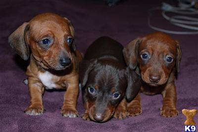 Dachshund Puppies in TX