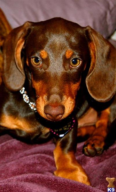 Stud Dogs - Dachshund