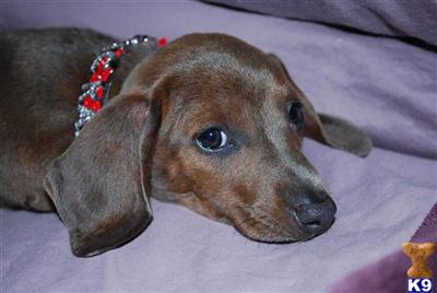 Dachshund Puppies in TX