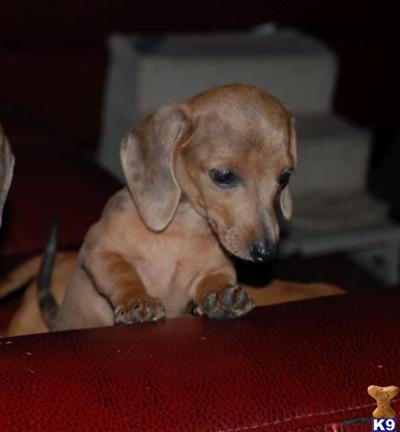 Dachshund Puppies in TX