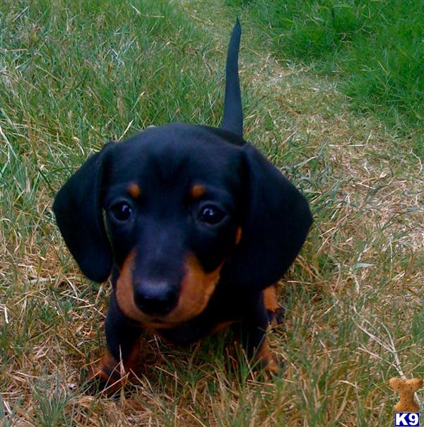 Dachshund Puppies