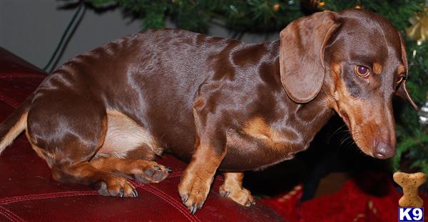 Stud Dogs - Dachshund