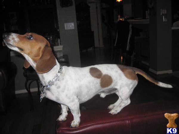 Stud Dogs - Dachshund
