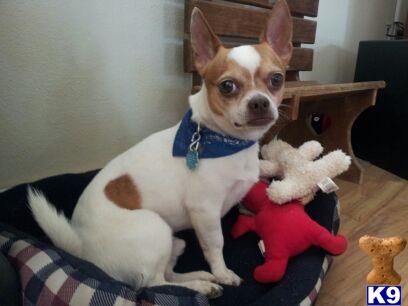 Stud Dogs - Chihuahua