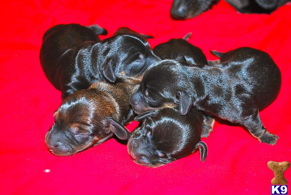 Dachshund Puppies