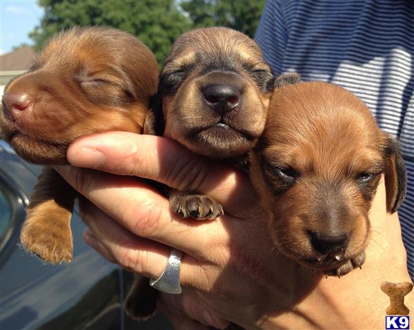Puppies in Austin