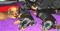 Dachshund