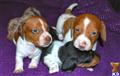 Dachshund
