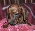 Dachshund