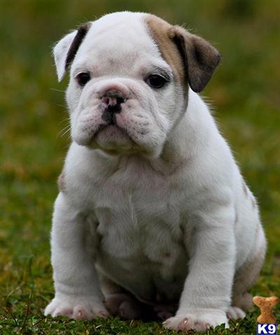 Puppies in Austin