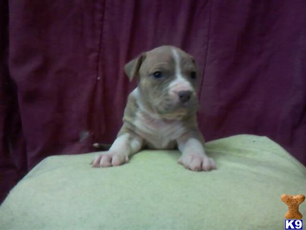 Puppies in Spencer