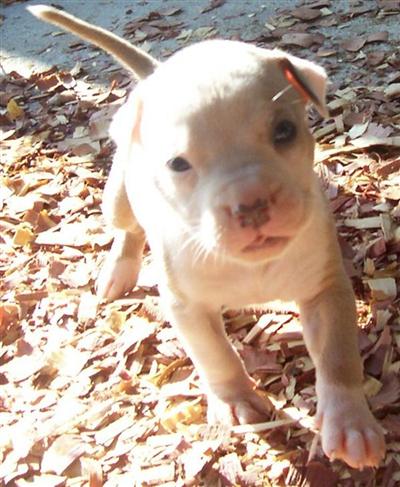 Puppies for Sale