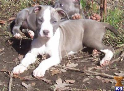 Puppies in AR