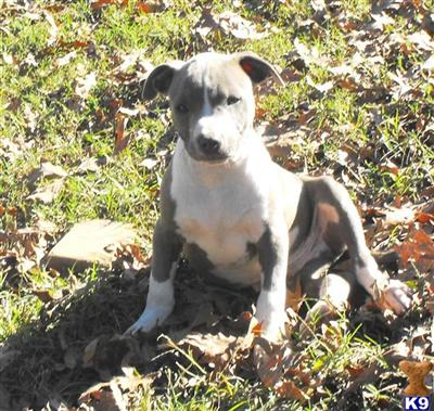 Puppies in AR