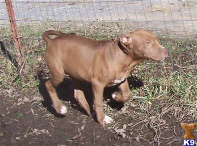 Puppies in AR