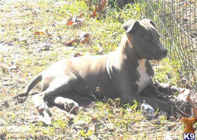 Puppies in AR