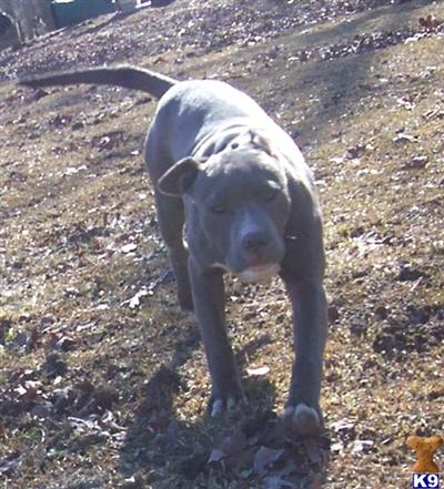American Pit Bull Puppies for Sale