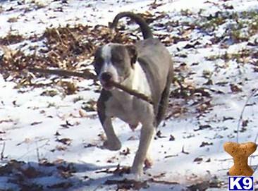 American Pit Bull Puppies for Sale