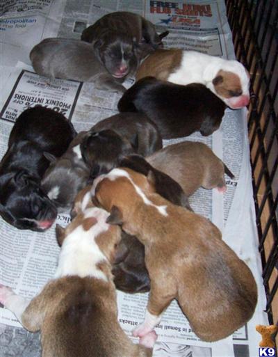 American Pit Bull Puppies for Sale