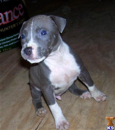 American Pit Bull Puppies for Sale