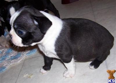 Boston Terrier Puppies for Sale
