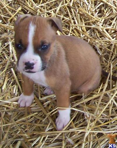 Puppies in AR