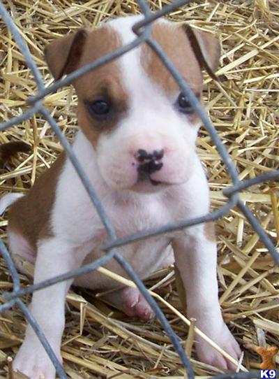 Puppies in AR