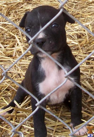 Puppies in AR