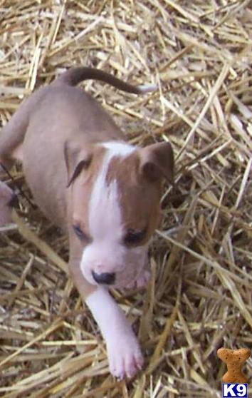 Puppies in AR