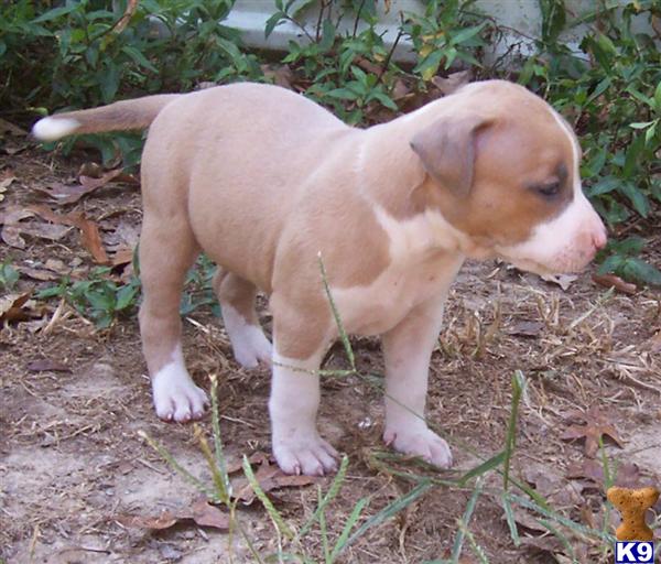 American Pit Bull Puppies for Sale