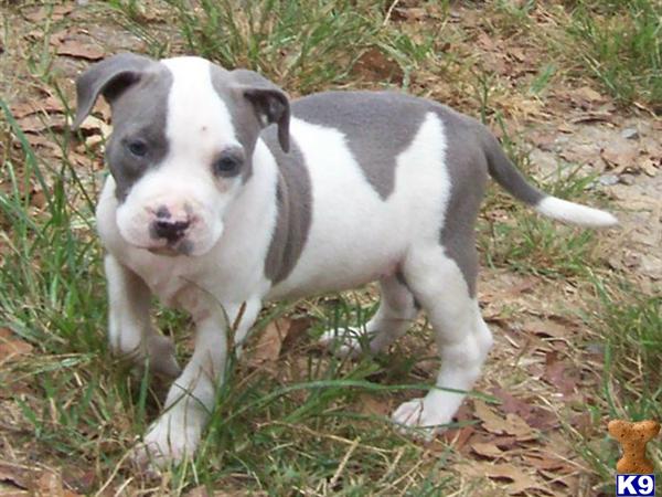 American Pit Bull Puppies for Sale