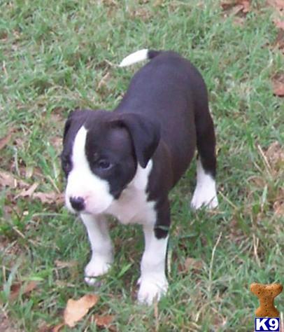 American Pit Bull Puppies for Sale