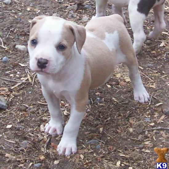 American Pit Bull Puppies for Sale