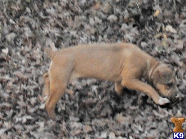Puppies in AR