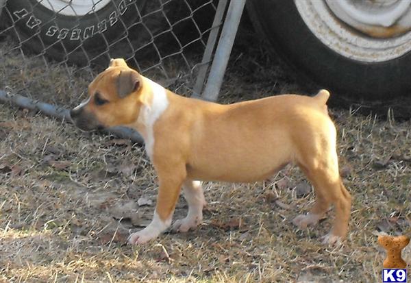 Puppies in AR