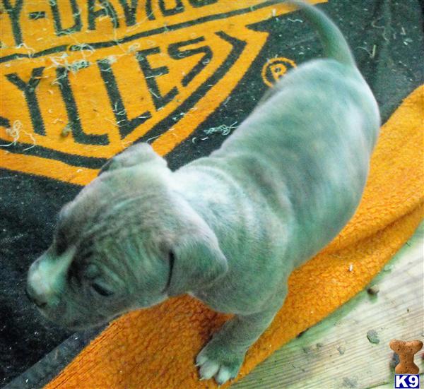 Puppies in AR