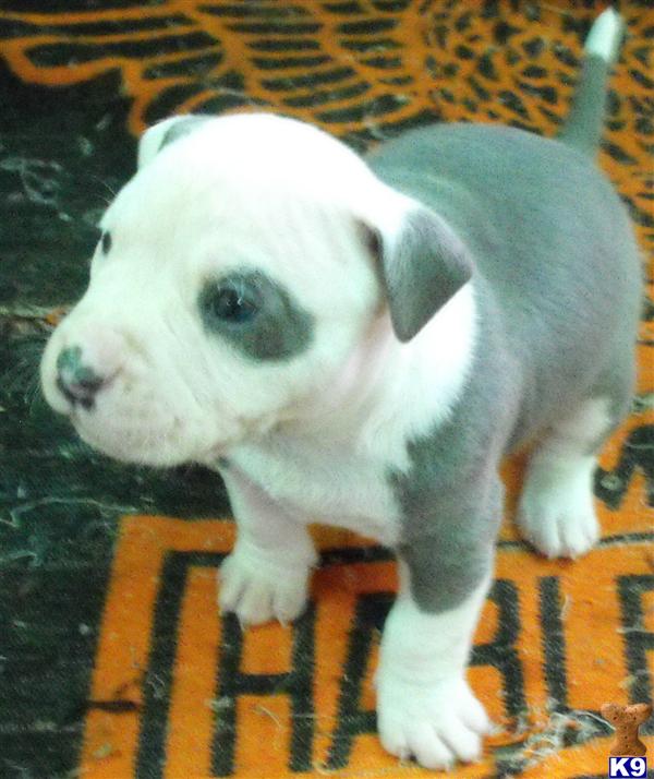 Puppies in AR