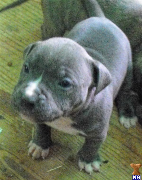 Puppies in AR