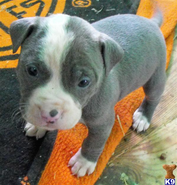 Puppies in AR