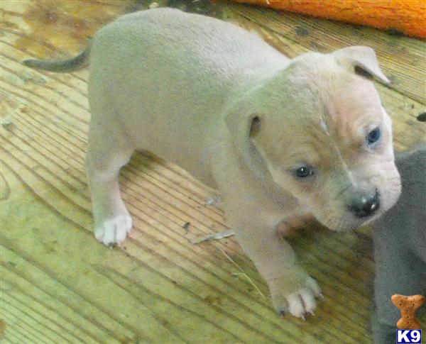 Puppies in AR