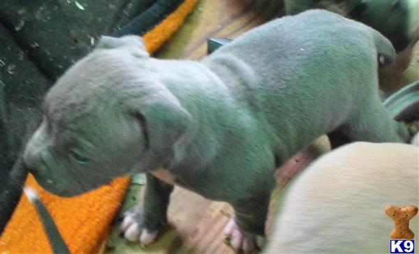 Puppies in AR