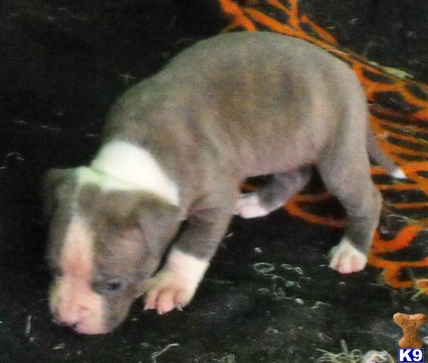 Puppies in AR