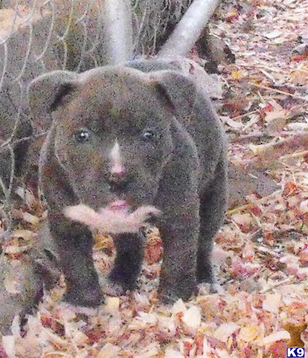 American Pit Bull Puppies